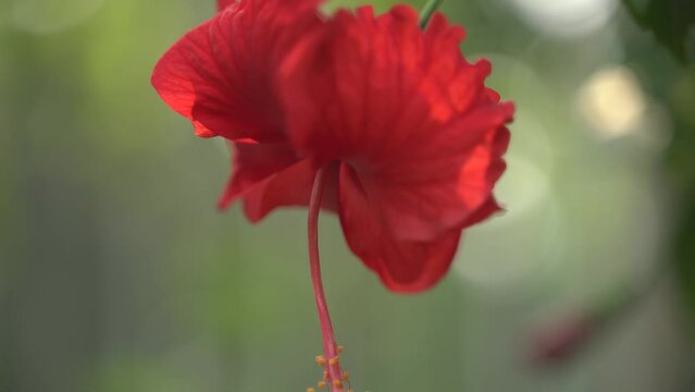 Red jaba or china rose flowers bloomed on the tree