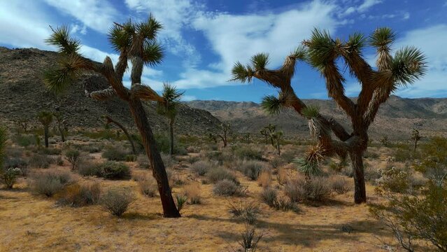 Joshua Tree National Park in California, USA. Natural Wild West Mojave Desert with famous yucca plants.