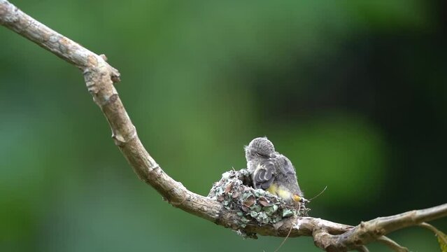 The baby small minivet bird in the nest on a tree branch. Animal wildlife behavior 