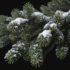 Christmas snowy winter holiday celebration greeting card - Closeup of pine branch with pine cones and snow, isolated in black background 