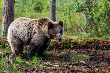 brown bear in the woods