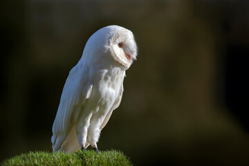 A side portrait of a leucistic barn owl. Standing on grass looking right into the sunlight. Set agains a dark background with copy space - 690023500
