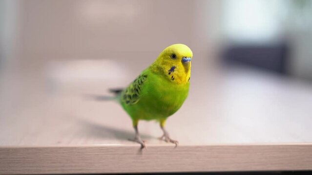 Domestic budgerigar sits on the table, parrot takes off