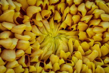 Macro / close-up view of bright yellow mum flower.