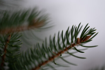 Delicate close up of pine needles with gray background
