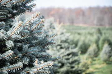 Evergreen trees at a Christmas tree farm.