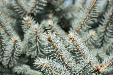 Close-up of evergreen tree at a Christmas tree farm.