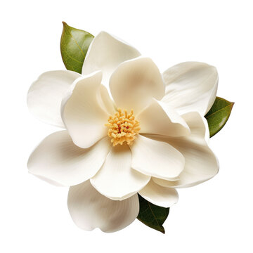 White magnolia flower isolated on a white background, png