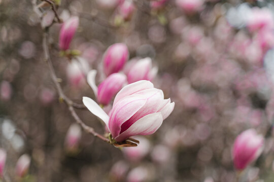 Blooming Magnolia bud, spring bloom in the park