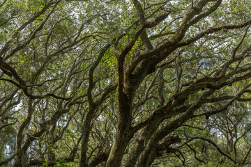 Maritime Forest, Cumberland Island, Georgia