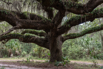 Live Oak, Cumberland Island, Georgia