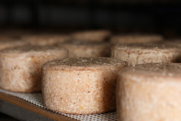 Production of artisanal cheese. In the curing process.
