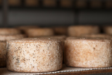 Production of artisanal cheese. In the curing process.
