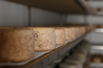 Production of artisanal cheese. In the curing process.