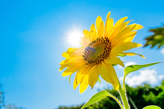Sunflower flower reaches towards the sun close-up, selective focus.