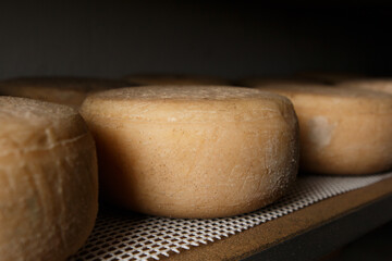 Production of artisanal cheese. In the curing process.
