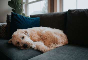 Cute fluffy dog curled up sleeping on gray sofa in a home.