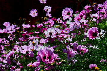 Close-up view of pink cosmos flower blooming on field