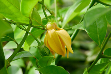 Close-up view of climbing ylang-ylang flower blooming on tree branch