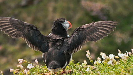 A view of a Puffin on Farne Islands