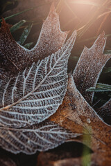 Close up of frost covered leaves on ground covered on wintery day.