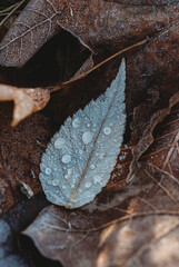Close up of frost covered leaf on ground covered on wintery day.