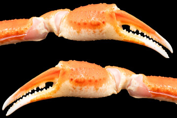 Cooked Peruvian Southern King crab leg isolated on a black background. Crab claws isolated on black background