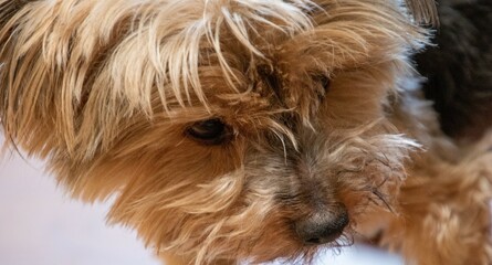 Naklejka premium Up close on the face of a small Yorkshire terrier pup