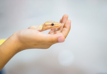 Pet reptile snake in hand