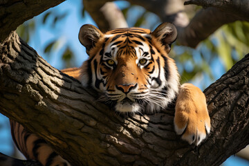 Tiger on a tree and looking at the infront