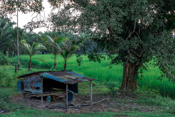 The close background of the green rice fields, the seedlings that are growing, are seen in rural areas as the main occupation of rice farmers who grow rice for sale or living.