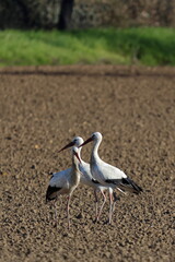 cicogne al campo