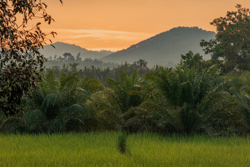 The close background of the green rice fields, the seedlings that are growing, are seen in rural...