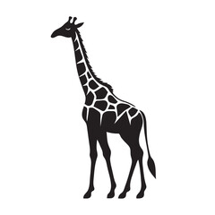 Giraffe isolated on white