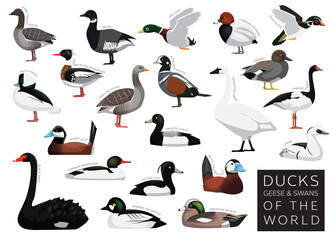 Ducks Geese and Swans of the World Set Cartoon Vector Character