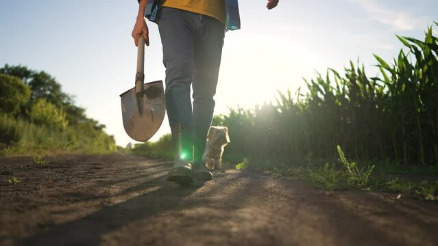 Agriculture concept.Farmer with shovel and tablet walking through maize field.Green field of corn in rays of sun.Harvest of corn on fertile soil.Farmer in rubber boots with dog walk along rural road