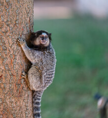 Curious Marmoset Monkey Clinging to a Tree Trunk
