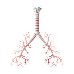 Trachea medical diagram vector illustration