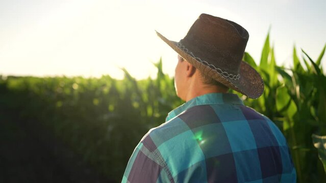 Agriculture concept.Farmer with shovel and tablet walking through maize field.Green field of corn in rays of sun.Harvest of corn on fertile soil.Farmer in rubber boots with dog walk along rural road