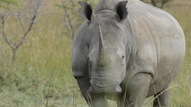 FHD 24p footage of white rhinoceros, white or square-lipped rhino (Ceratotherium simum) in typical KwaZulu Natal habitat. South Africa.