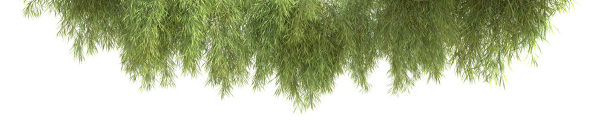 Acacia cognata or Bower wattle tree with isolated on transparent background. PNG file, 3D rendering illustration, Clip art and cut out
