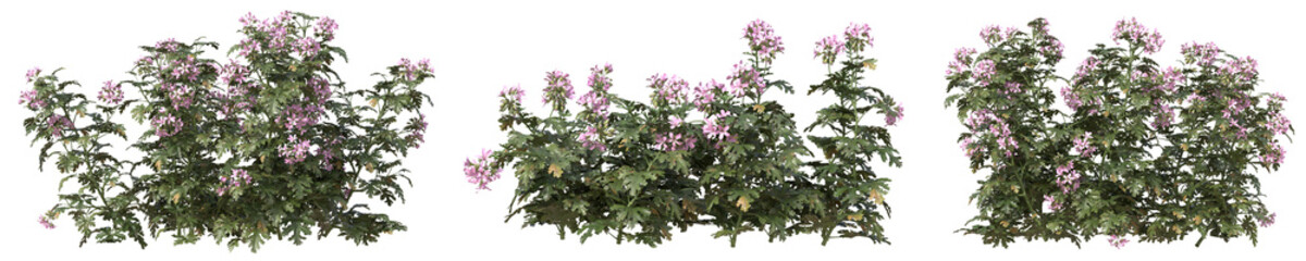 Fototapeta premium Set of Pelargonium graveolens plant or Geranium flowers with isolated on transparent background. PNG file, 3D rendering illustration, Clip art and cut out