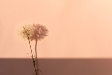 Fuzzy dandelion flower on peach color background with natural sunlight shadows, minimalist aesthetic floral business branding backdrop in trendy color 2024 year