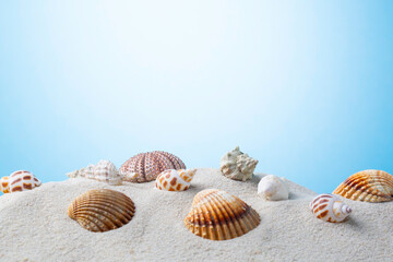 seashells on a sandy beach blue background