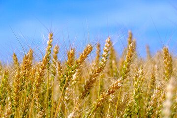 Obraz premium Golden wheat ears against a clear blue sky, symbolizing growth and harvest