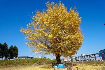 １本の銀杏の木、風に吹かれて散る黄色い葉