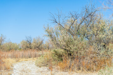 Autumn, Steppe. Prairies. If a car drives onto a deserted dirt road and no one sees it, does it really happen? Deep Thoughts Of A Desert Explorer