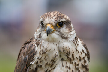 wachsamer Turmfalke