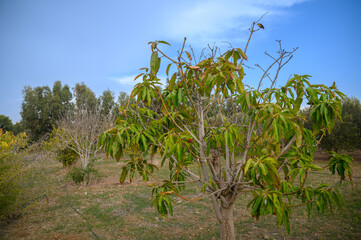 mango trees with yellowed leaves suffer from lack of water 1