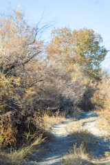 Autumn, Steppe. Prairies. Set against a backdrop of endless golden prairie, a bare tree captures the essence of loneliness, reminding us to find beauty in simplicity. Raw Beauty Embracing Loneliness